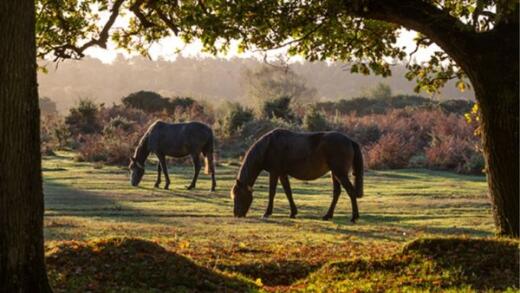 New Forest free roaming ponies