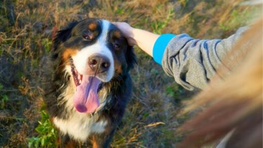 Woman petting a big dog
