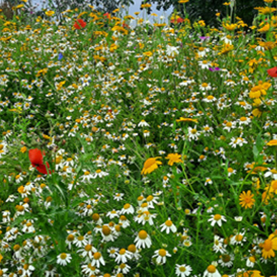 Wildflowers at Hoburne Bashley