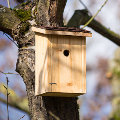 Bird box on tree