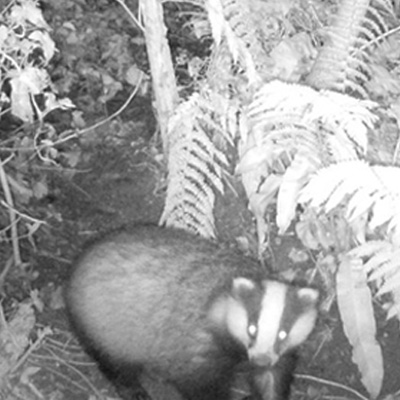 Badger captured on Devon Bay's badger cam