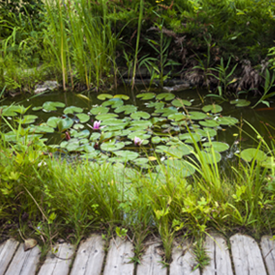 Lily pond at Hoburne Doublebois