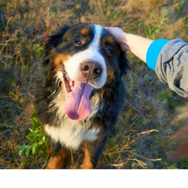 Dog park & open space