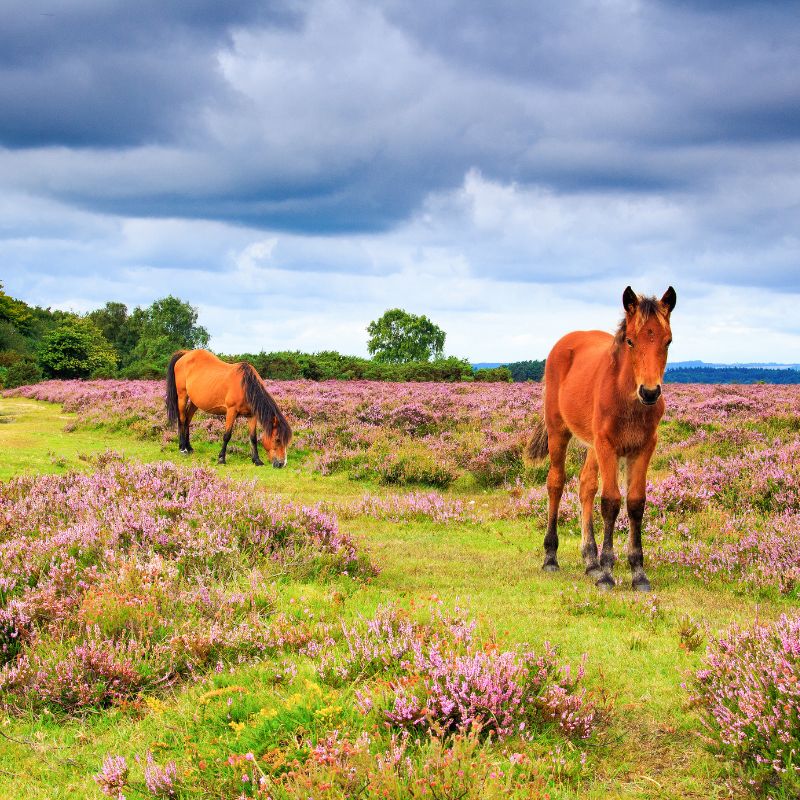 Heart of the New Forest