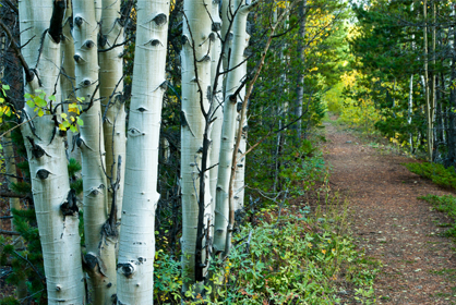 Aspen Trees 418x280