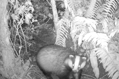 Badger Cam 418x280