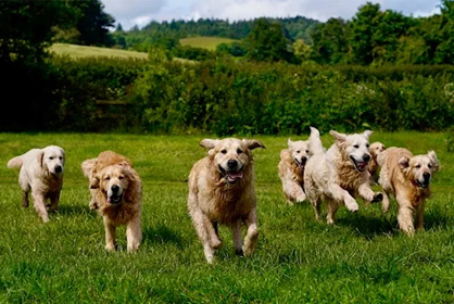 Golden Retriever Experience 418x280