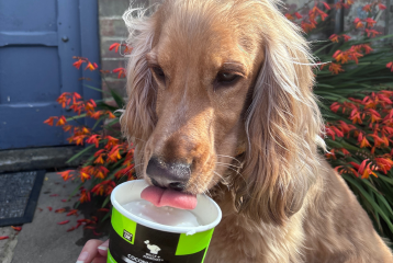 Dog ice cream 358x240px v2
