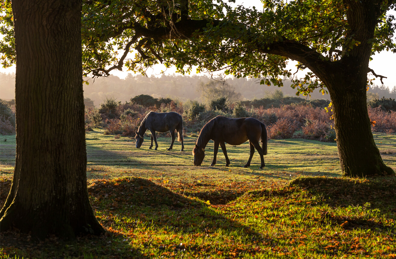 Holiday Parks in Hampshire & New Forest Hoburne Holidays