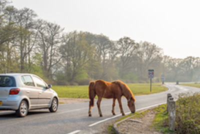 New Forest Roads Editorial 418x280