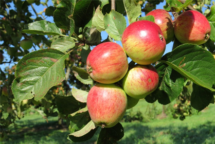 Torre Cider Farm 418x280