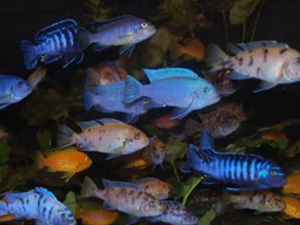 Tropiquaria 225x300