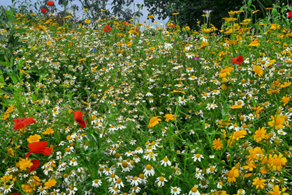 Wildflowers 418x280