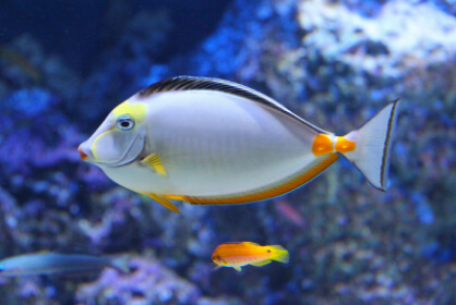 Multicoloured fish in aquarium 