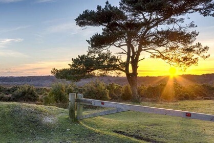 New Forest landscape at sunset