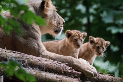 paignton zoo pod