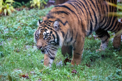 paignton zoo tiger 418x280