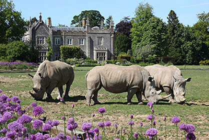 Rhinos grazing at Cotswold Wildlife Park