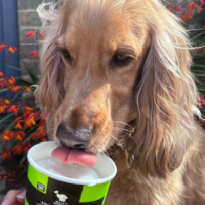 Dog licking ice cream
