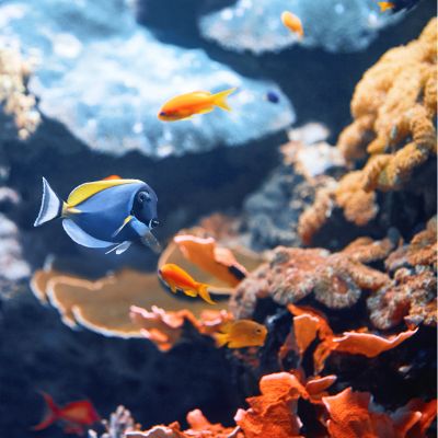 tropical fish at the oceanarium