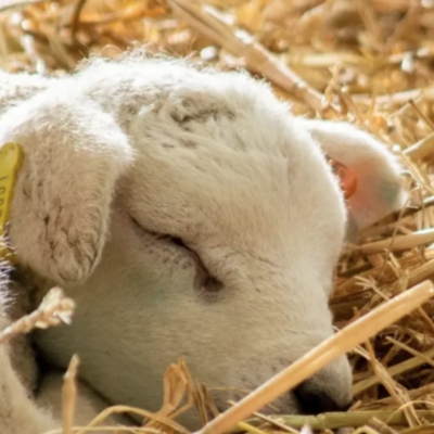 What's on locally   Costwolds   Cotswold Farm Park – Spring Lambing