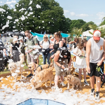 What's on locally Dorset Hampshire   Dogstival