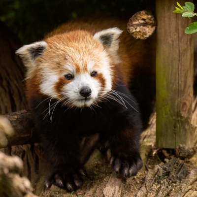 Cotswold Wildlife park