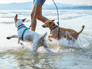Dogs Sea 300x225
