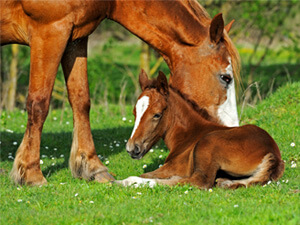 New Forest Ponies 300x225