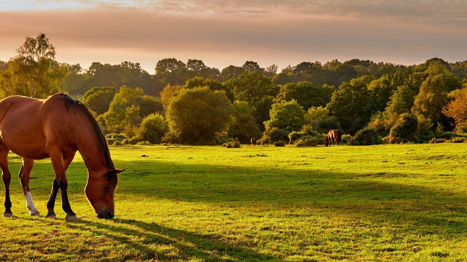 Discover Hoburne Bashley