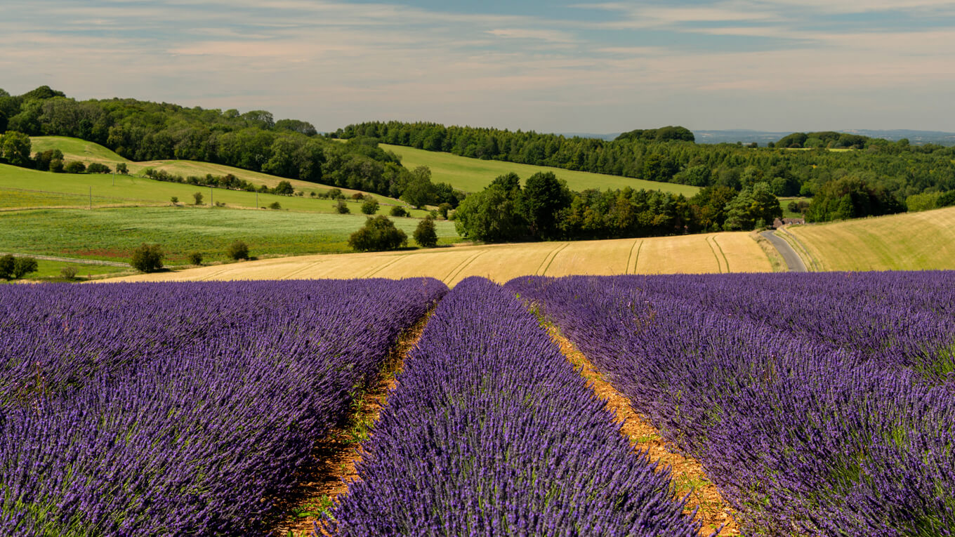 Lavender fields at Snowshill, Cotswolds