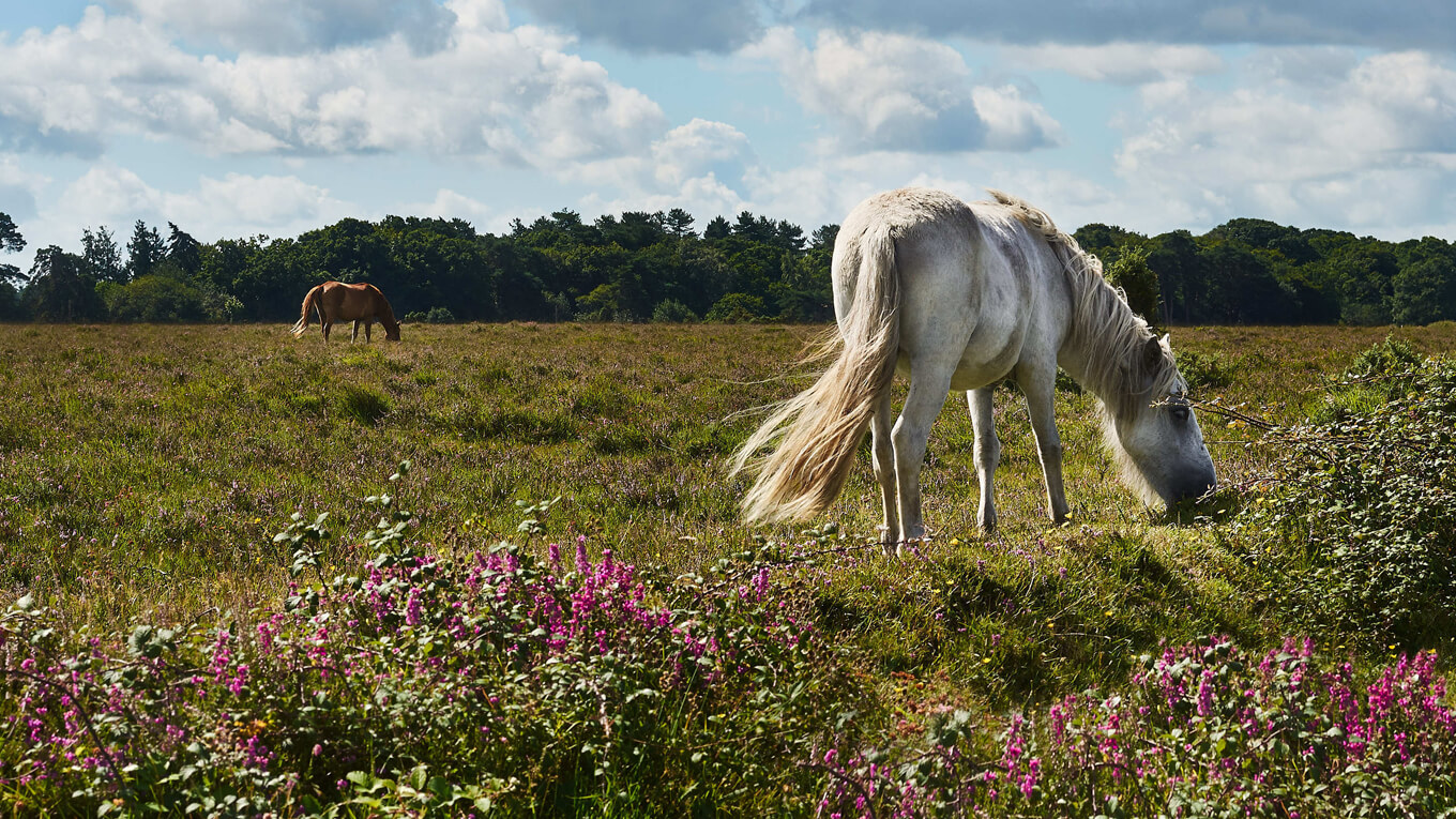 New Forest ponies grazing on heathland
