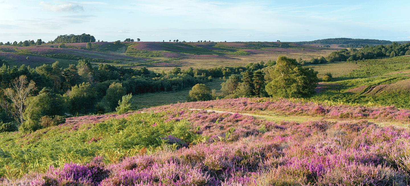 New forest image