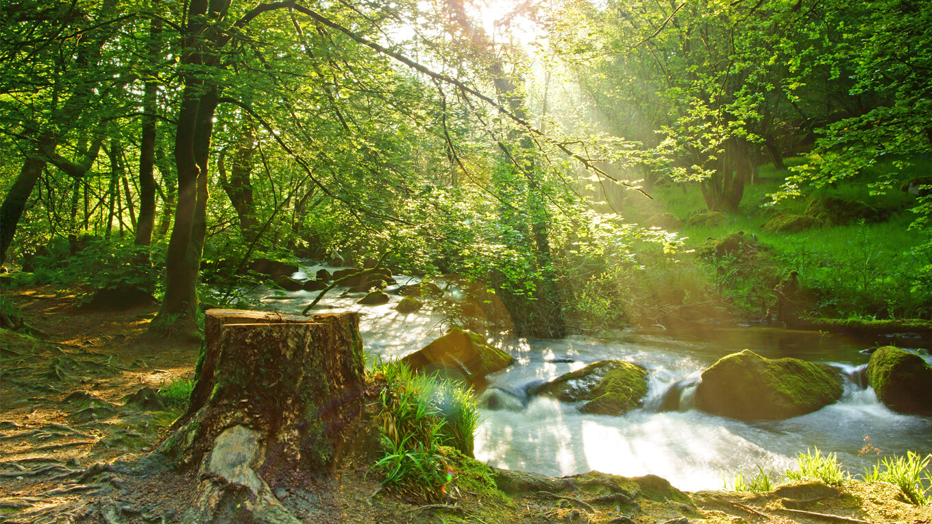 River Fowey in Draynes Wood, Doublebois