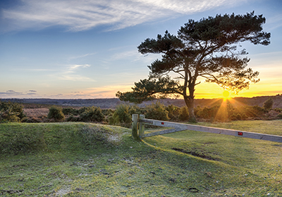 Ownership bashley new forest 400x280