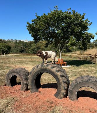 Dedicated areas for dogs