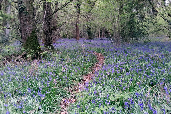 Woodland Centre 2 600x400