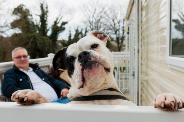 Reggie the bulldog on his owners caravan decking
