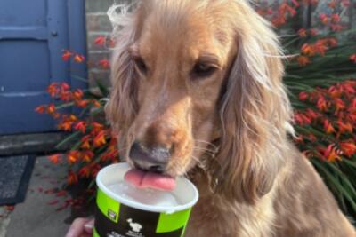Dog licking dog friendly ice cream