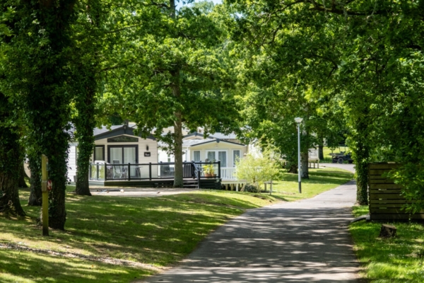 Caravans amongst trees at Bashley