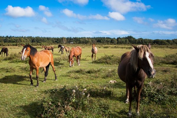 New Forest ponies