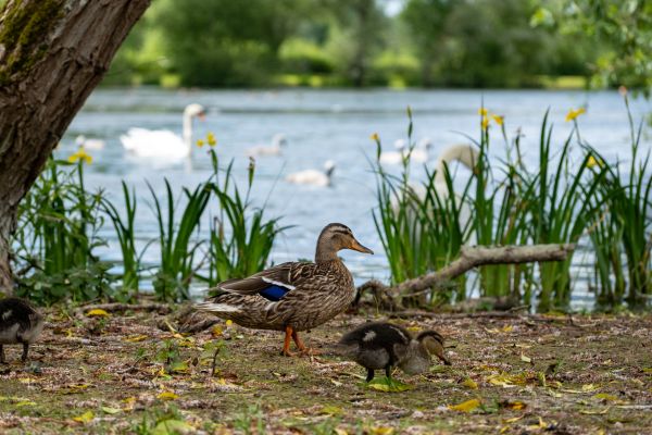 Ducks by the cotswold lakes