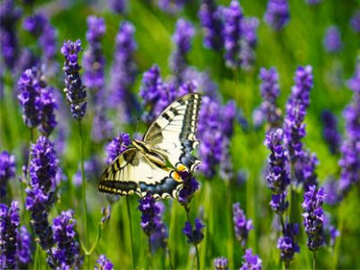 New forest lavender farm 415x312